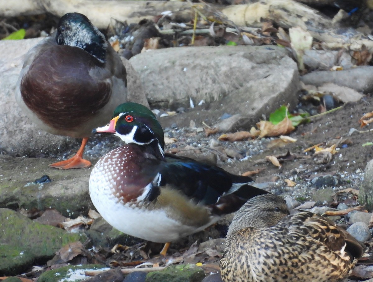 Wood Duck - ML642668774