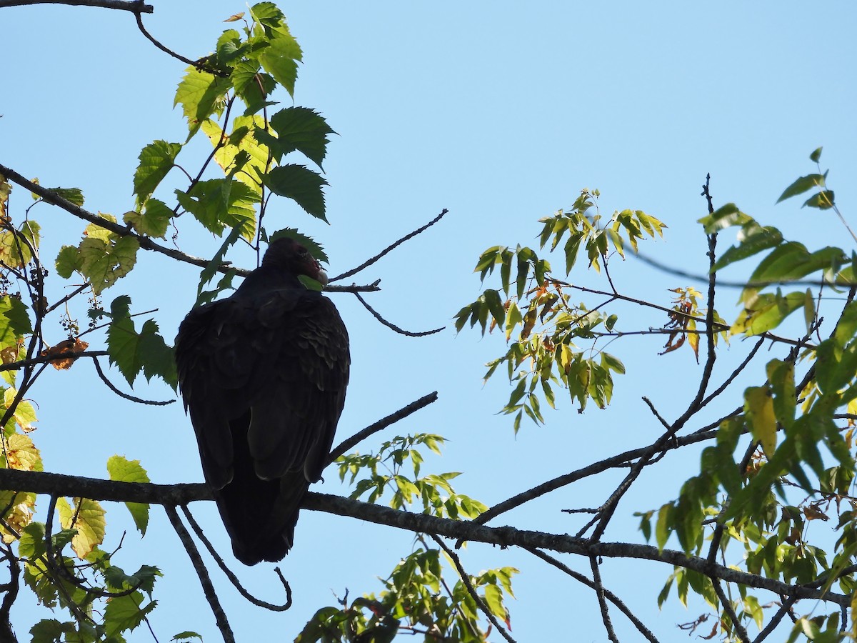 Turkey Vulture - ML642668781