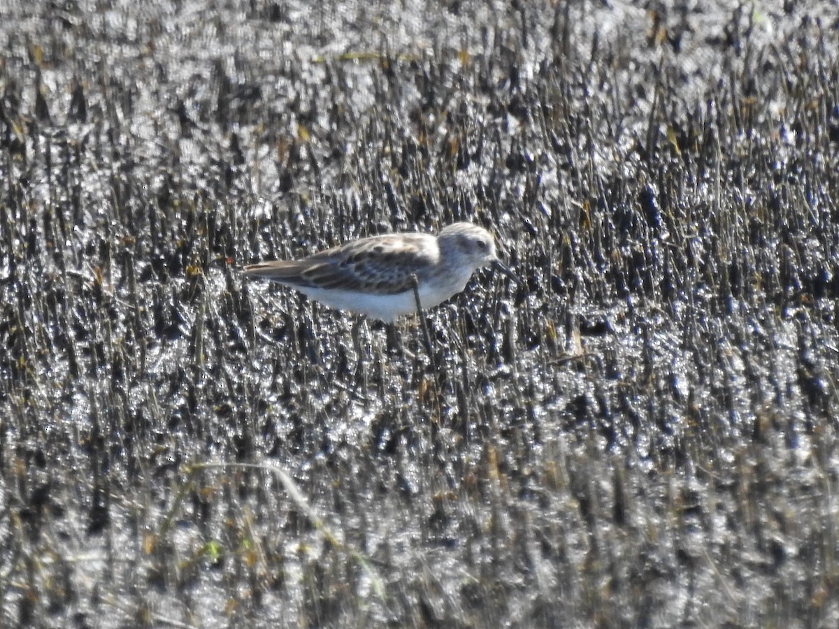 Least Sandpiper - ML642668794