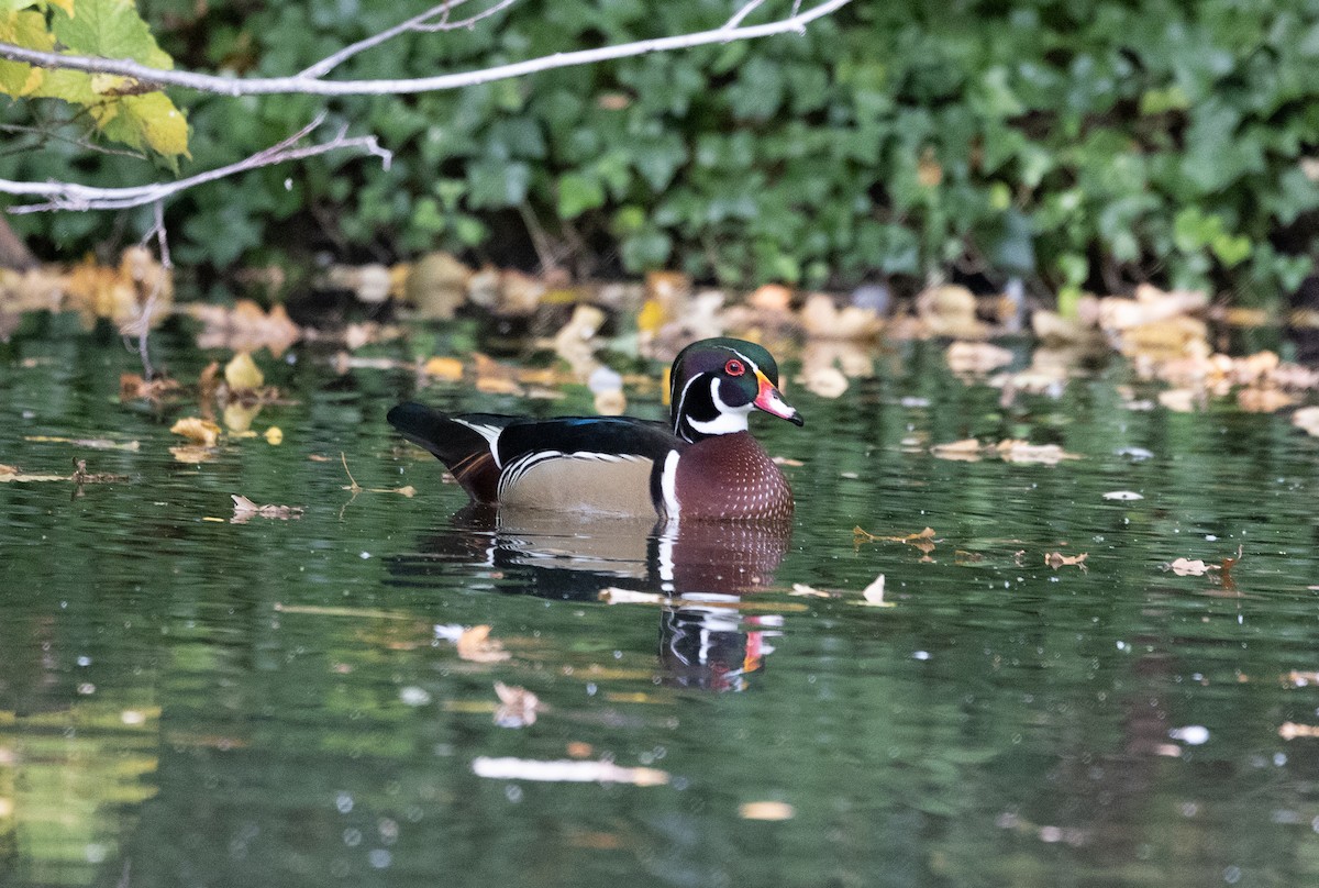 Wood Duck - ML642668799