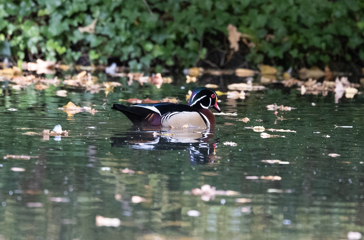 Wood Duck - ML642668800