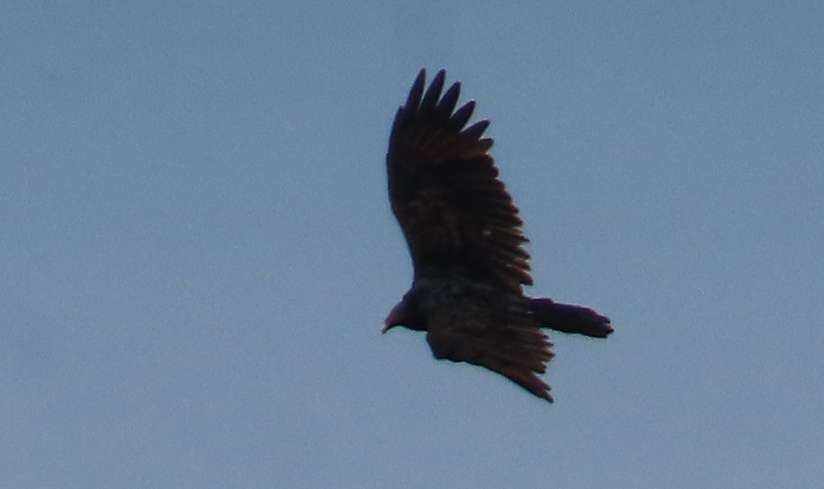 Turkey Vulture - ML642668803