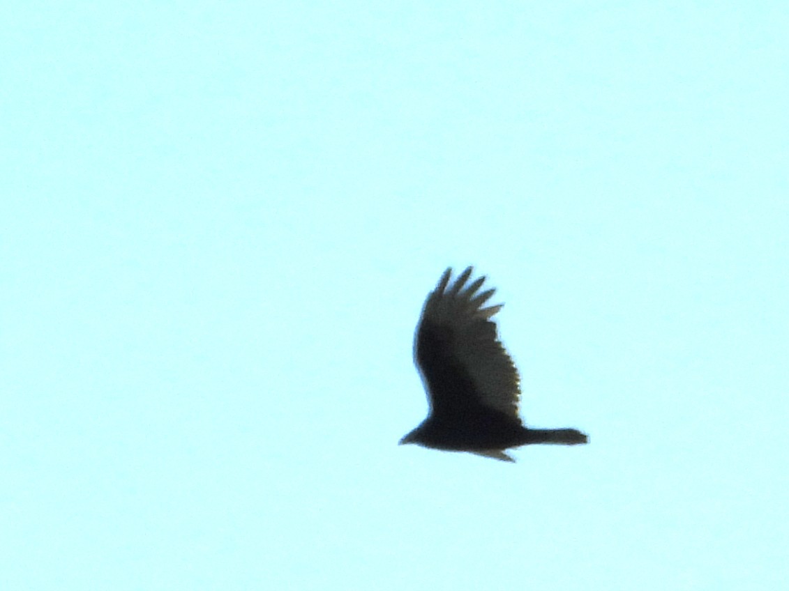 Turkey Vulture - ML642668807