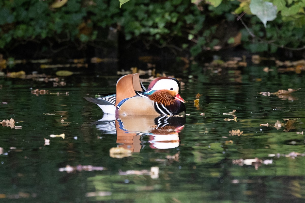 Mandarin Duck - ML642668820
