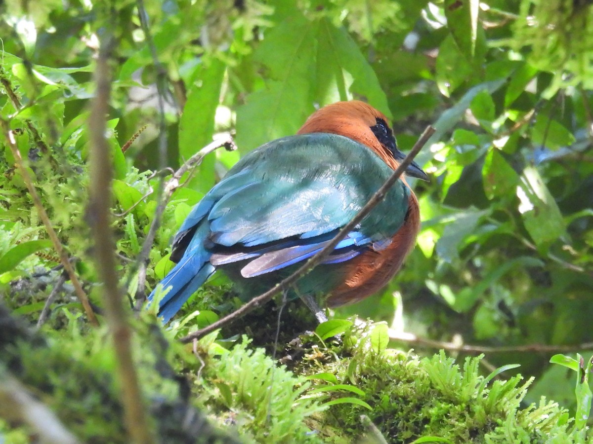 Rufous Motmot - ML642668821