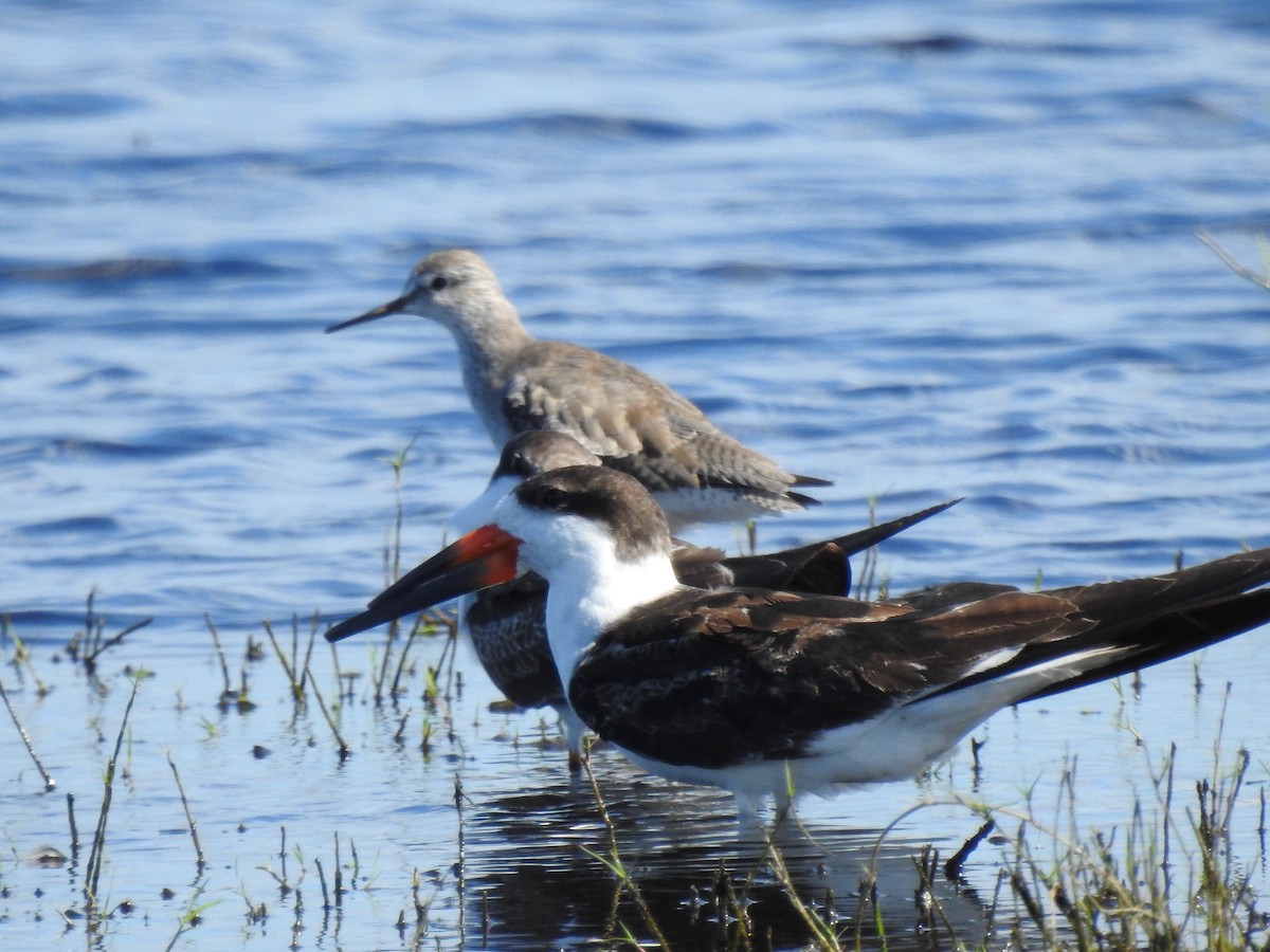 Black Skimmer - ML642668826