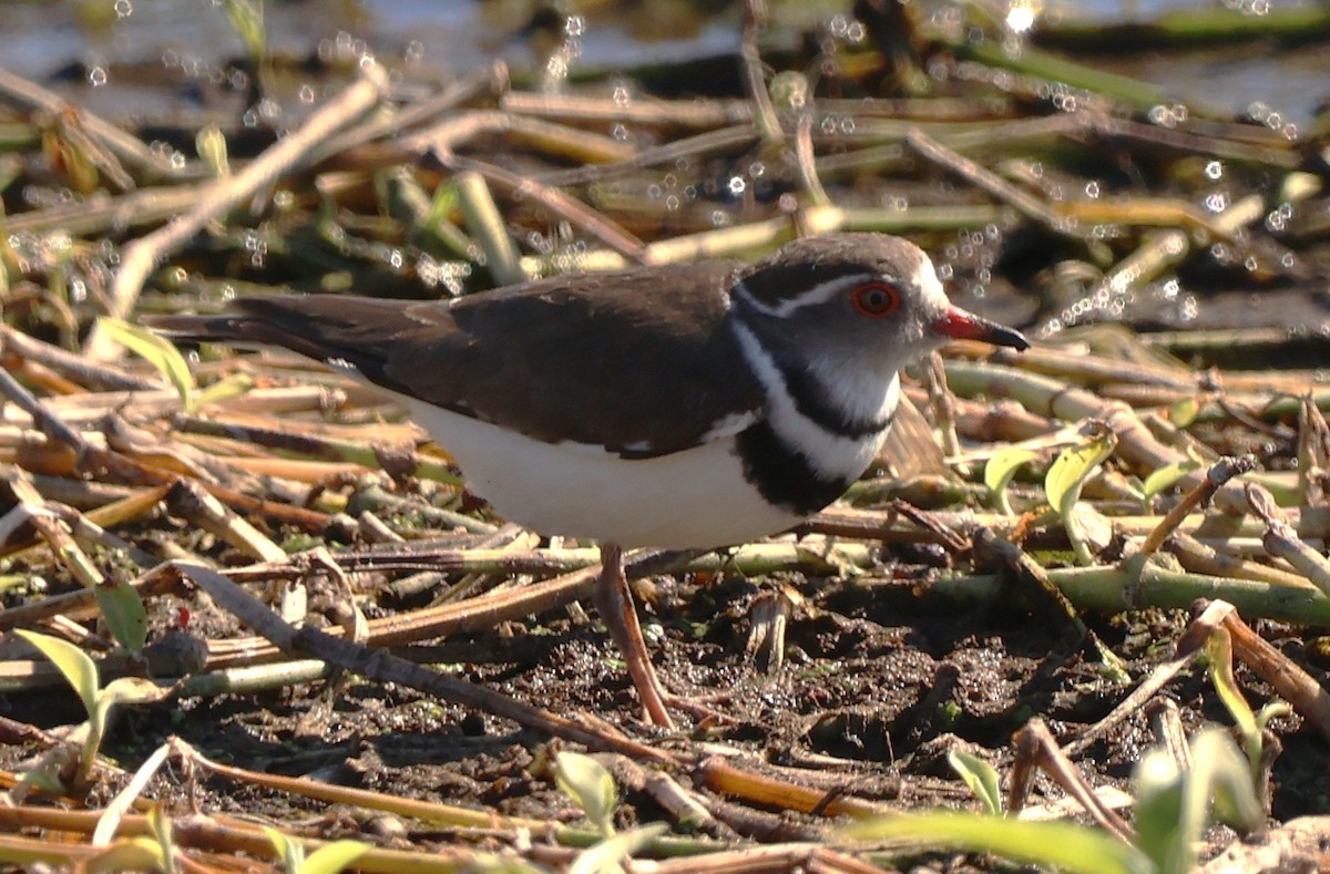 hvitkranslo (tricollaris) - ML642668830