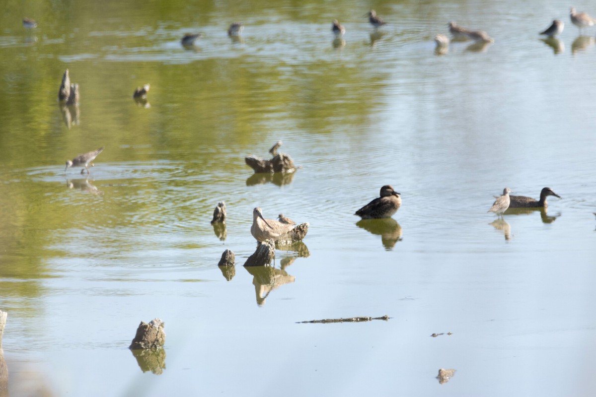 Marbled Godwit - ML642668865