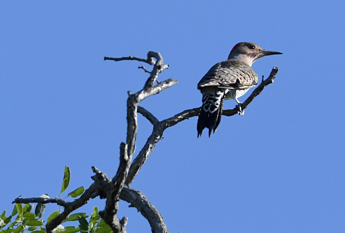 Pic flamboyant (auratus/luteus) - ML642668869