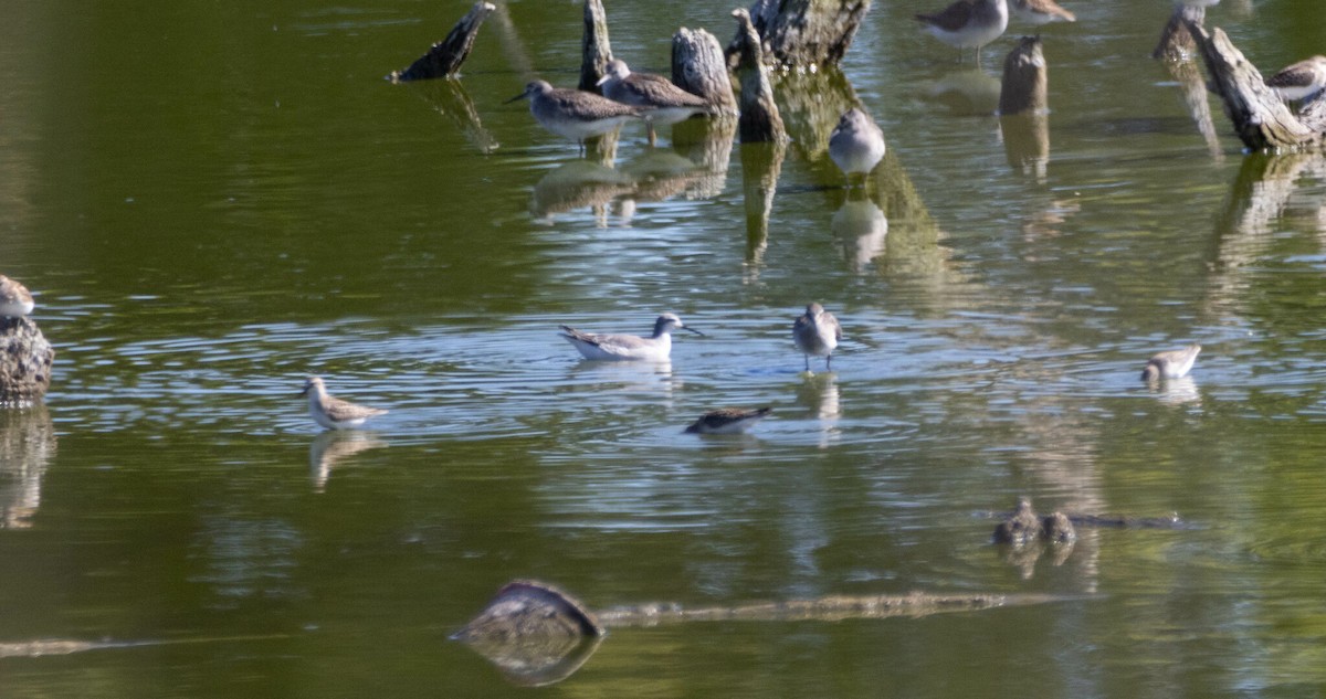Wilson's Phalarope - ML642668873
