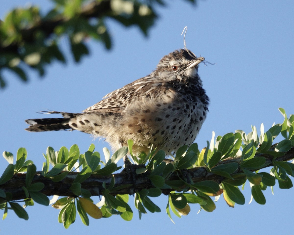 Cactus Wren - ML642668876