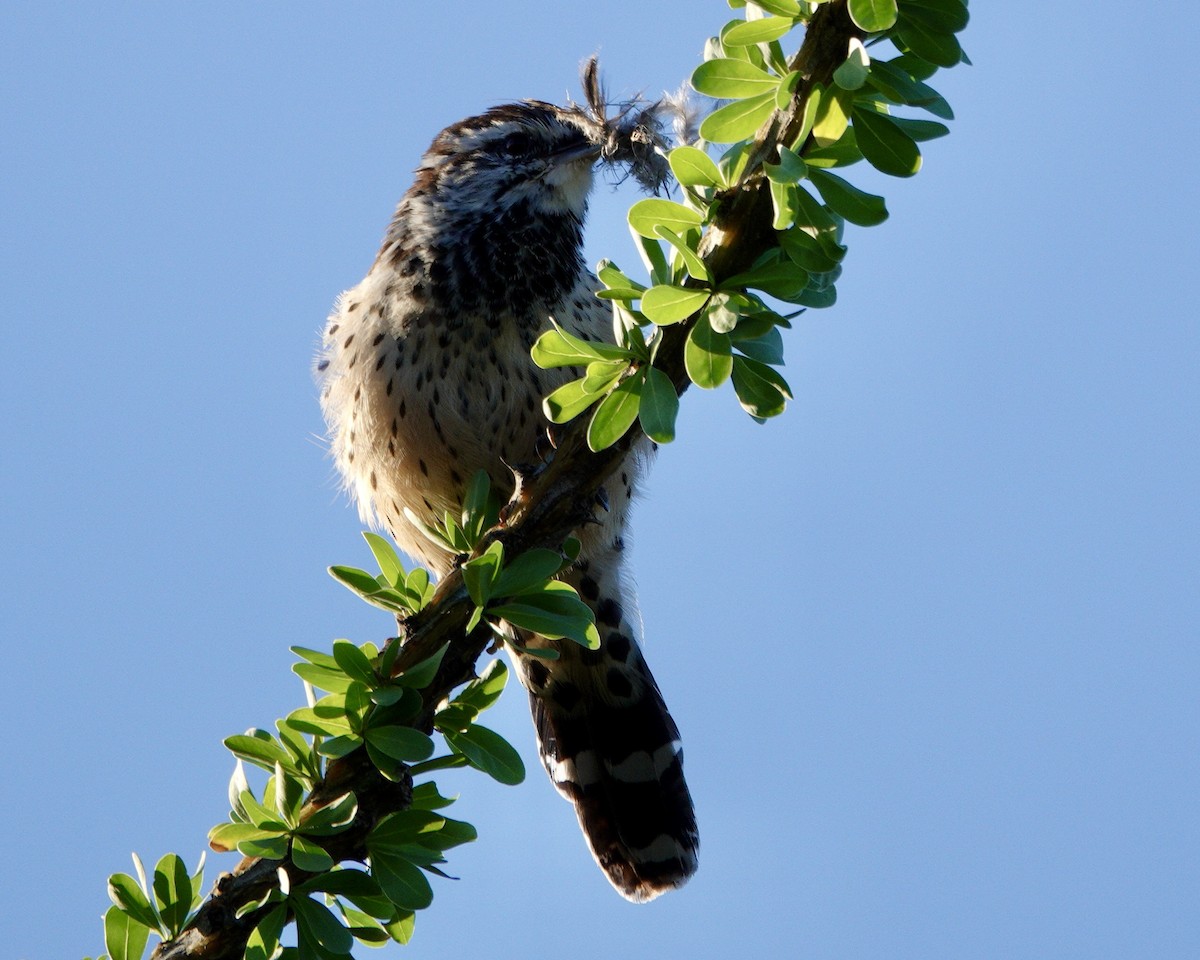 Cactus Wren - ML642668877