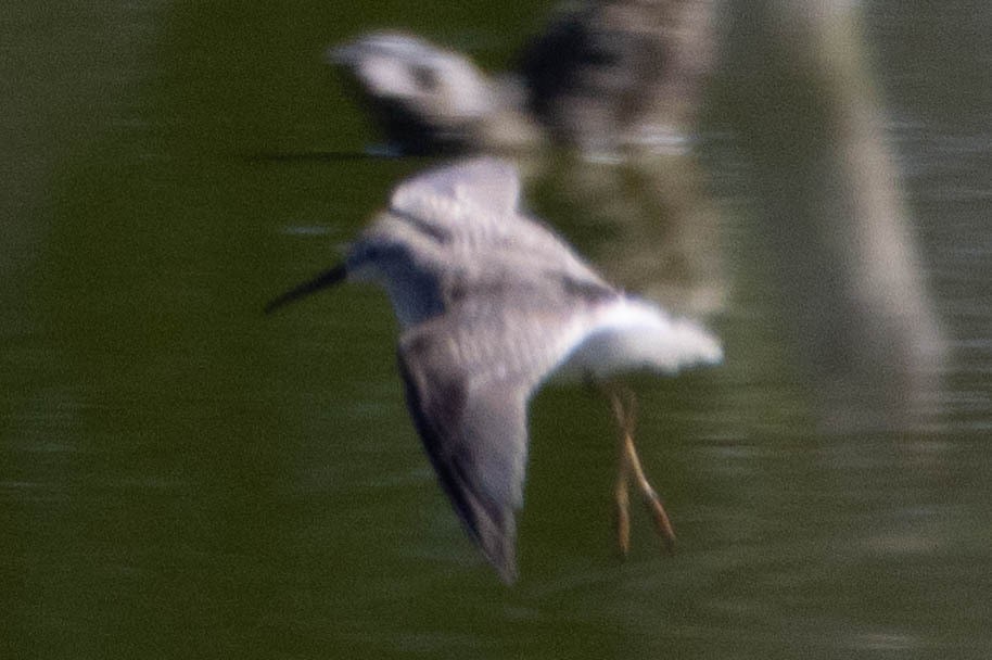 Stilt Sandpiper - ML642668880