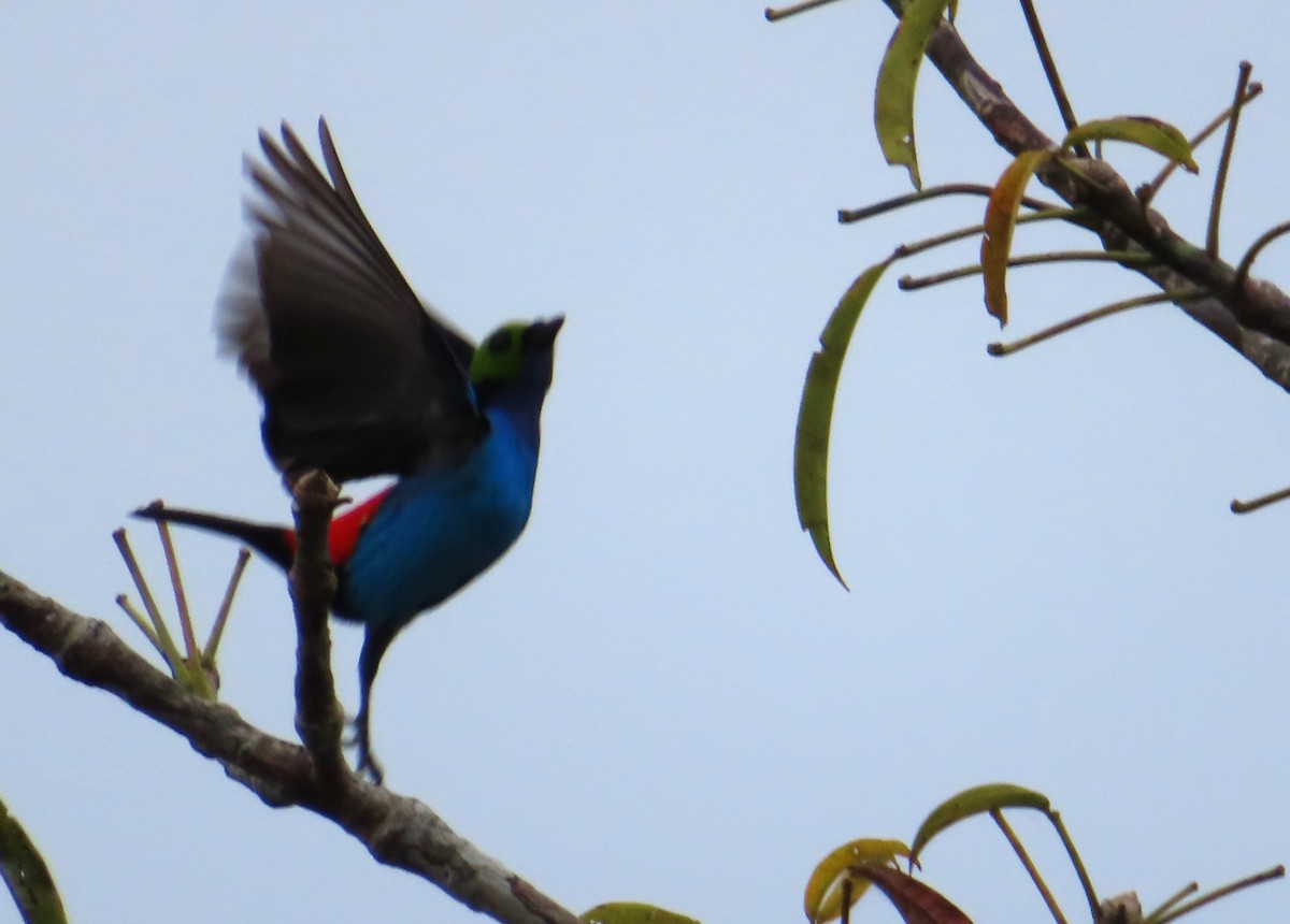 Paradise Tanager - ML642668881