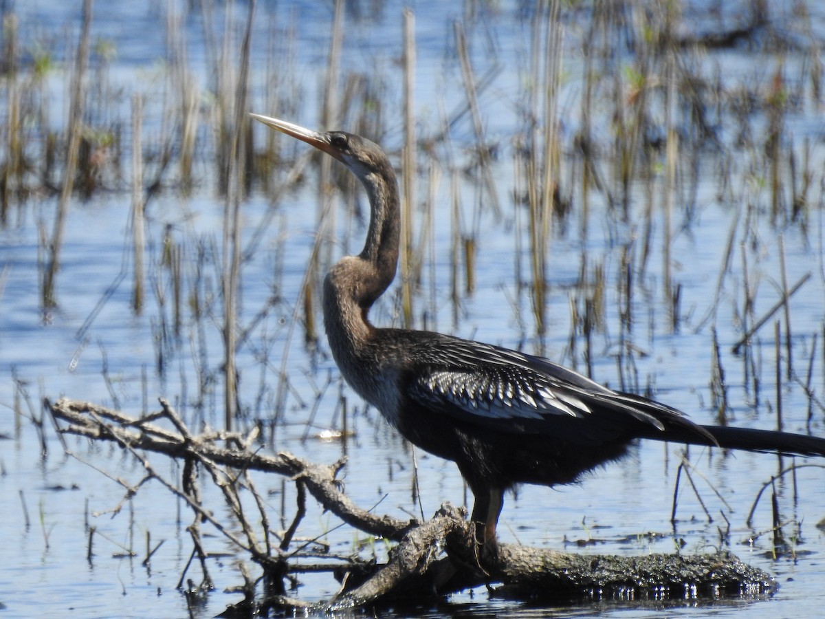 Anhinga - ML642668882