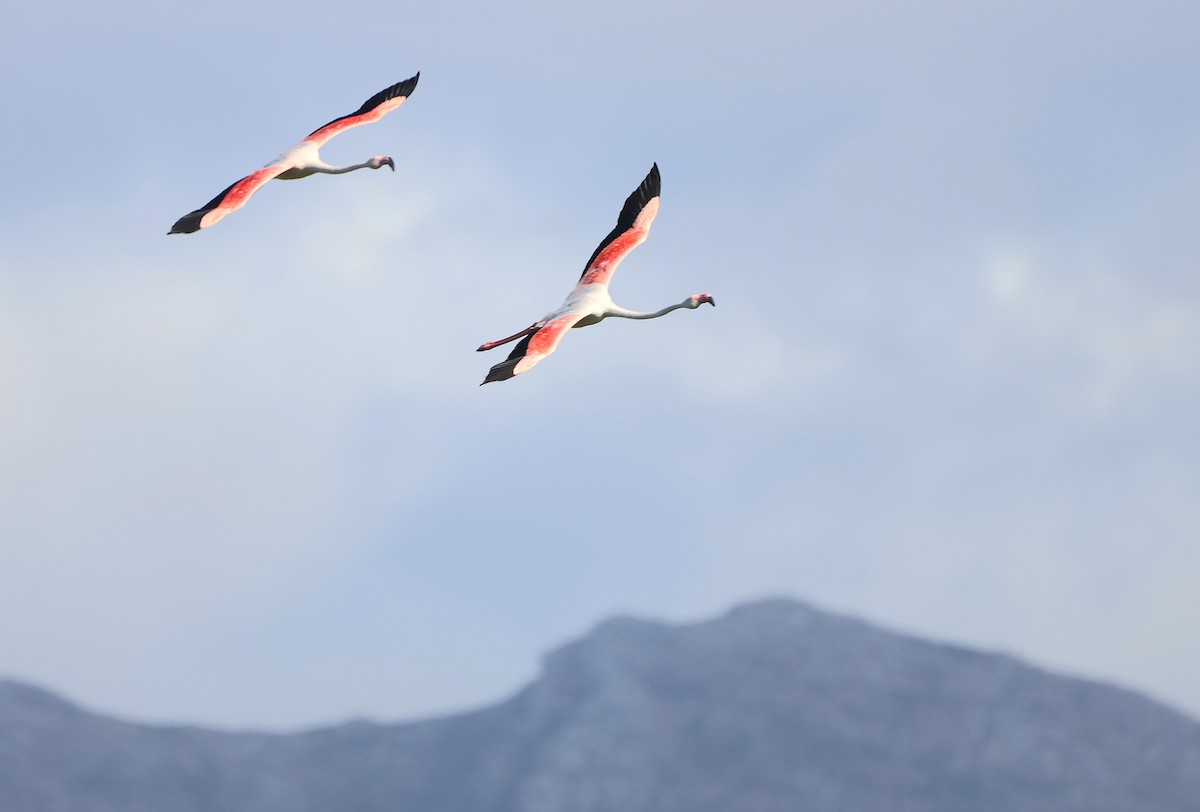 rosenflamingo - ML642668888
