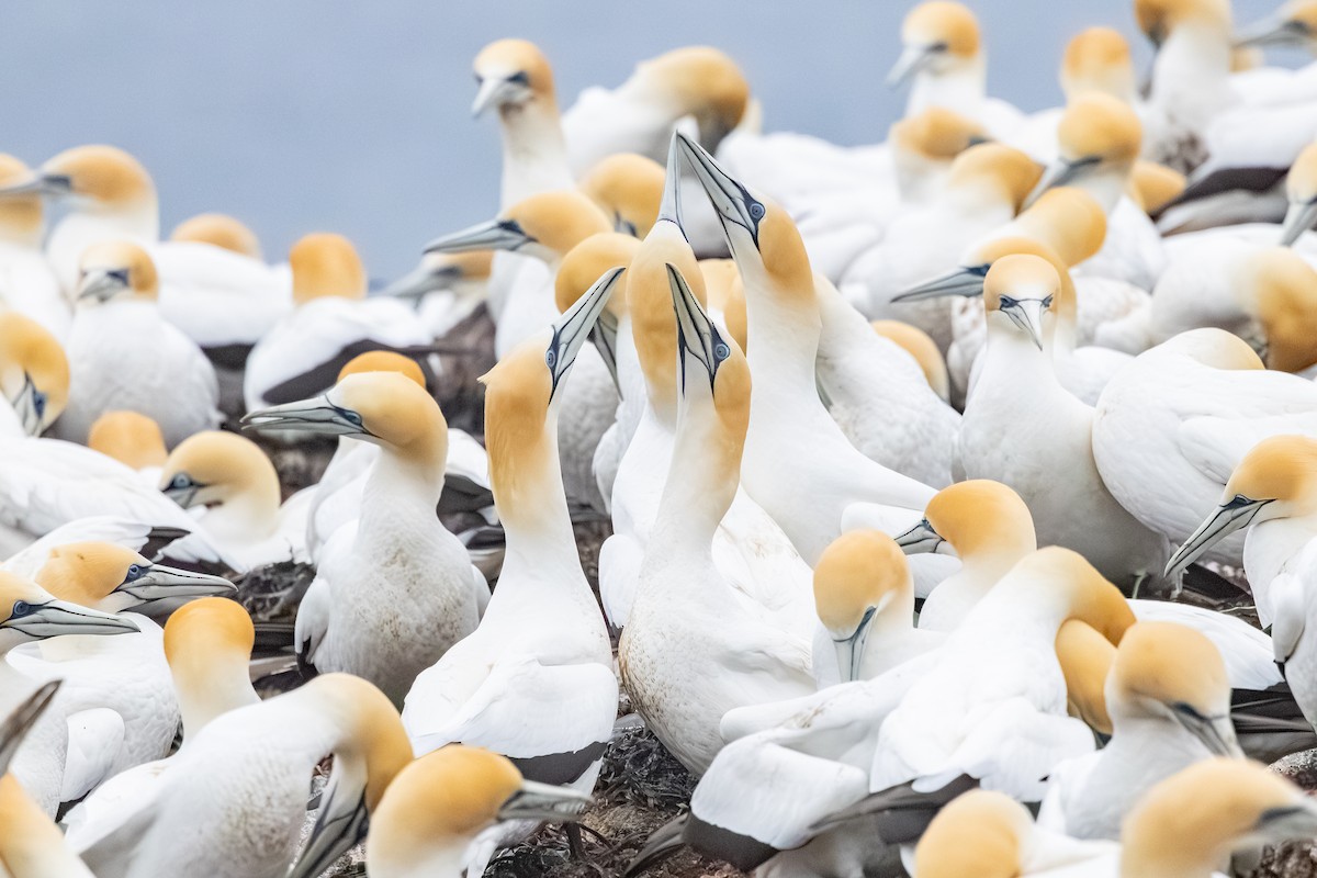Australasian Gannet - ML642668898
