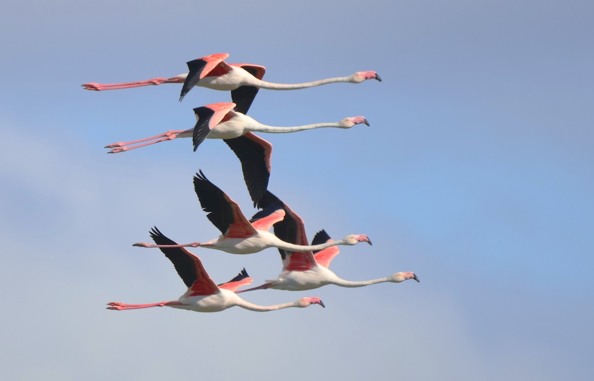 rosenflamingo - ML642668916