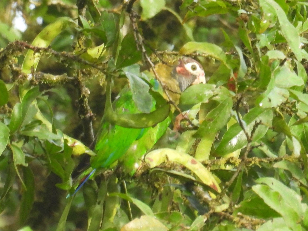 Brown-hooded Parrot - ML642668918