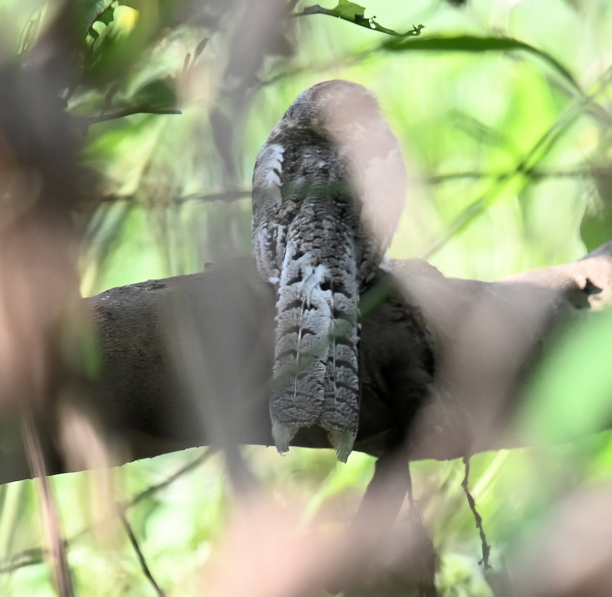 Ladder-tailed Nightjar - ML642668944