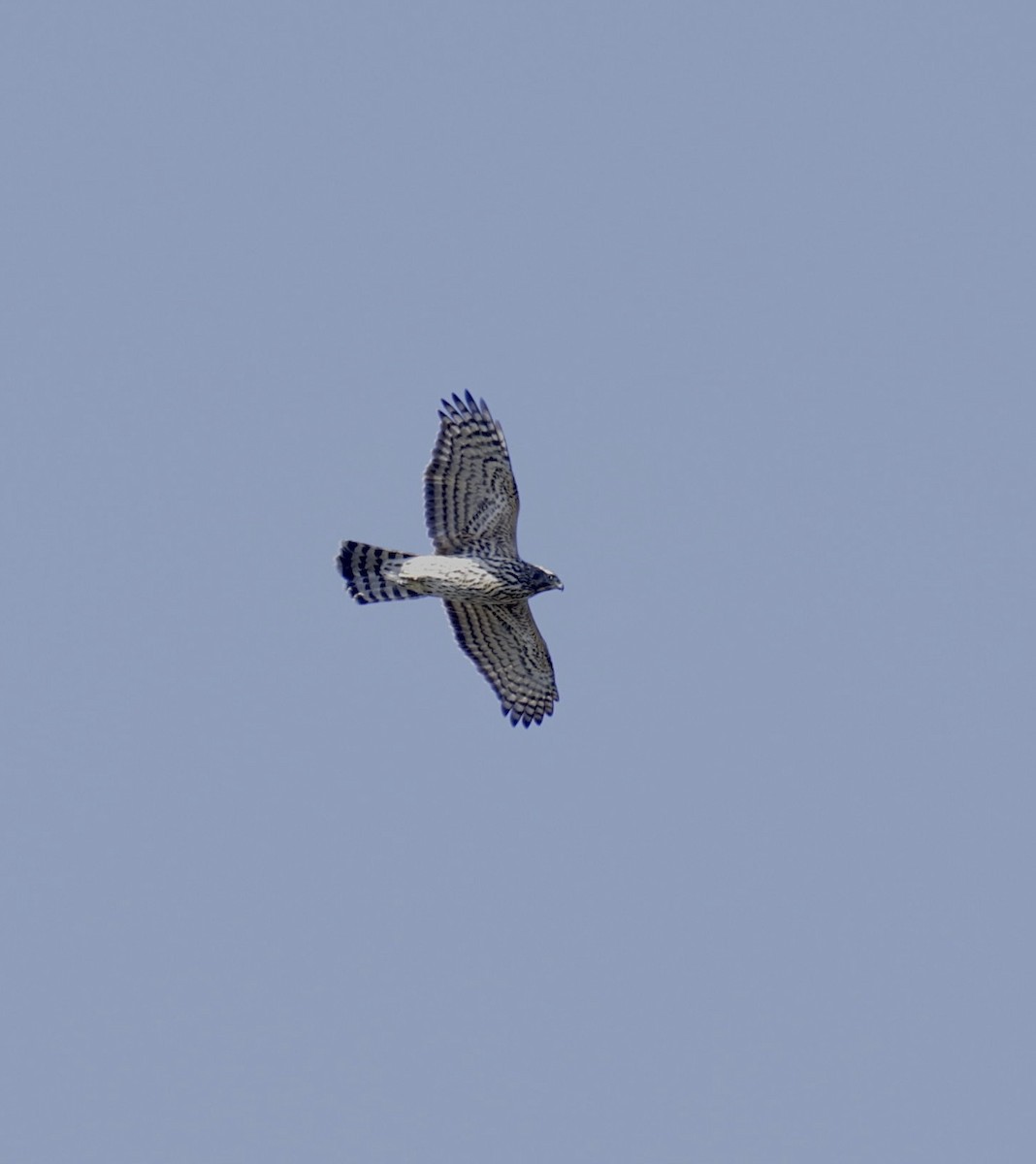 American Goshawk - ML642668945
