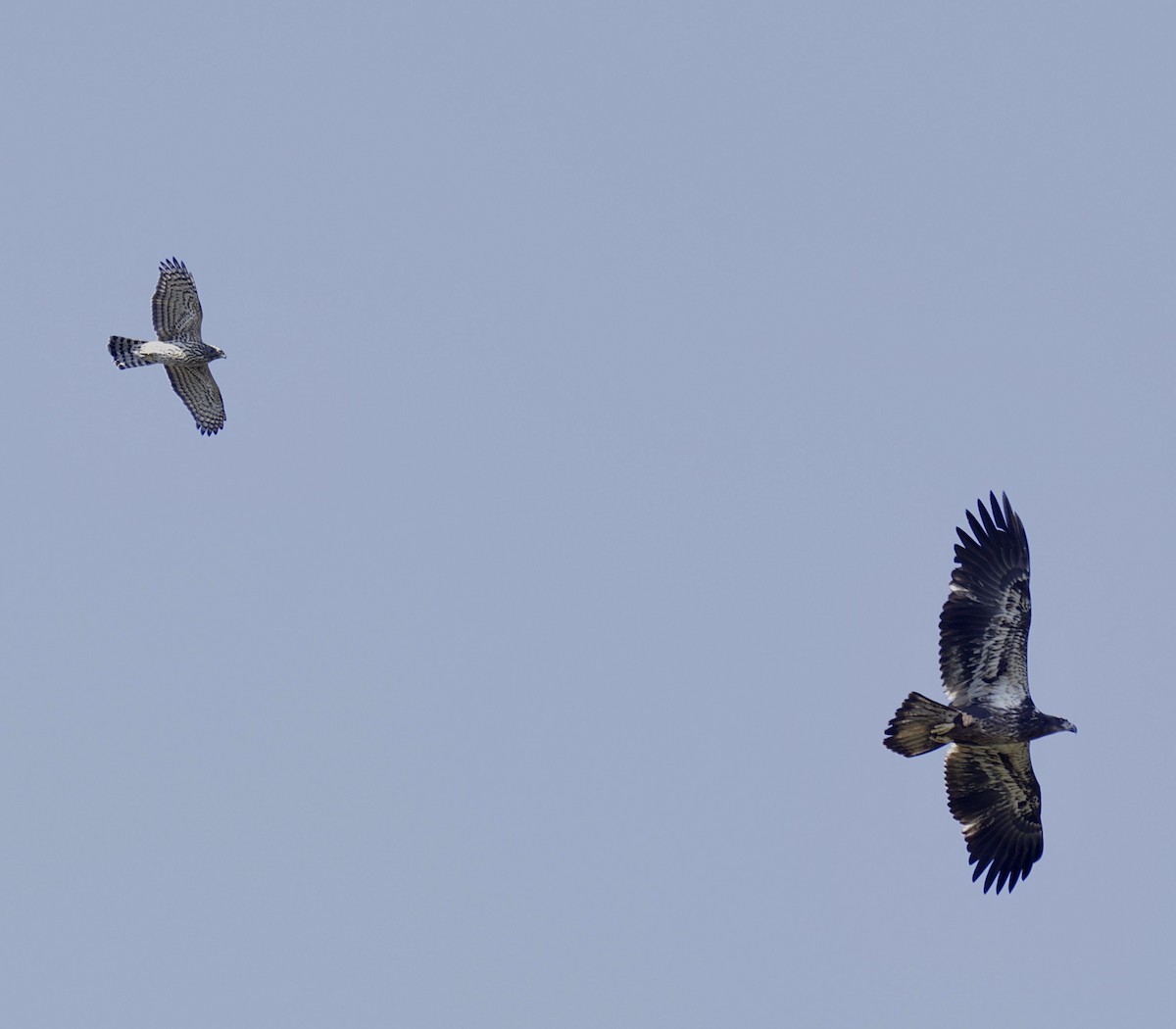 American Goshawk - ML642668946