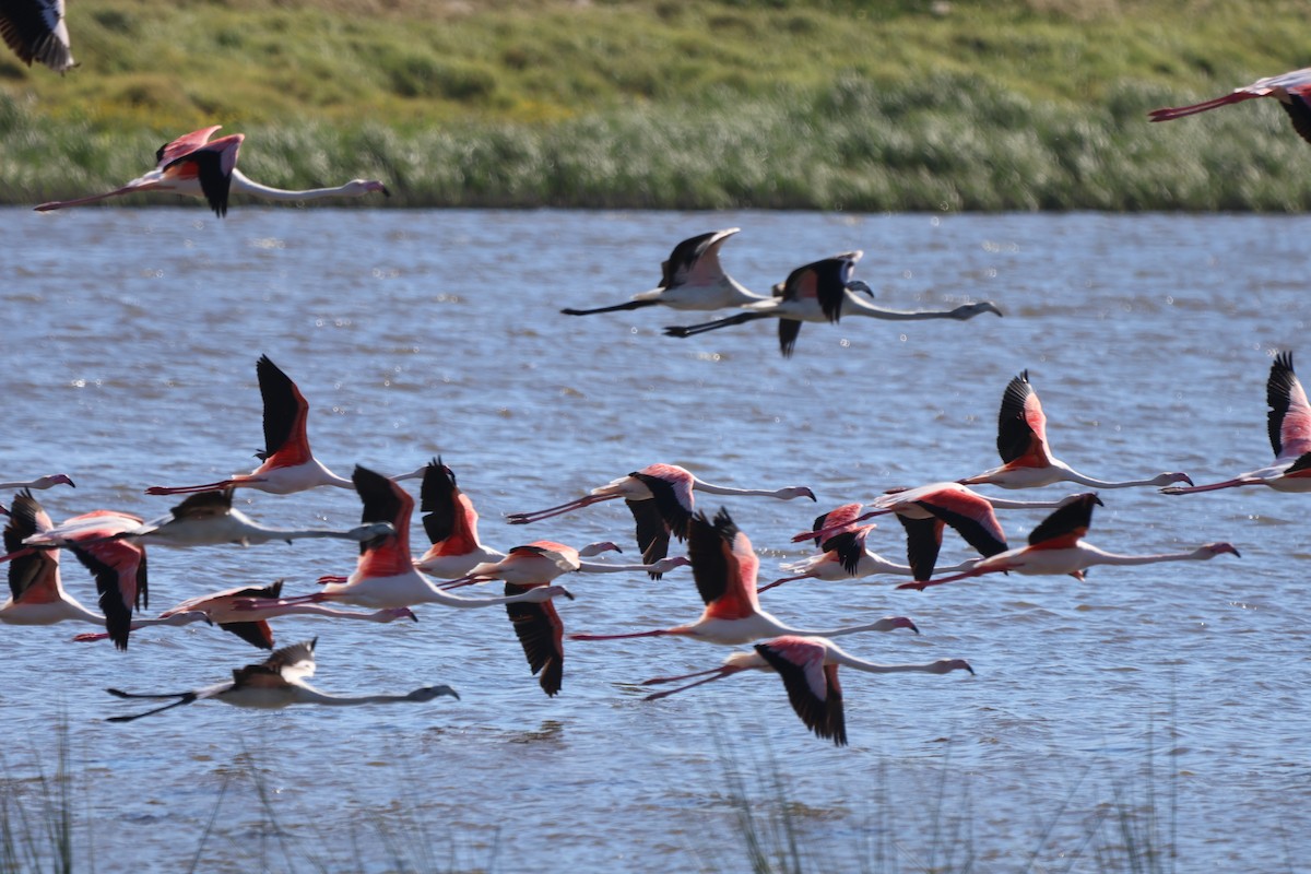 rosenflamingo - ML642668948