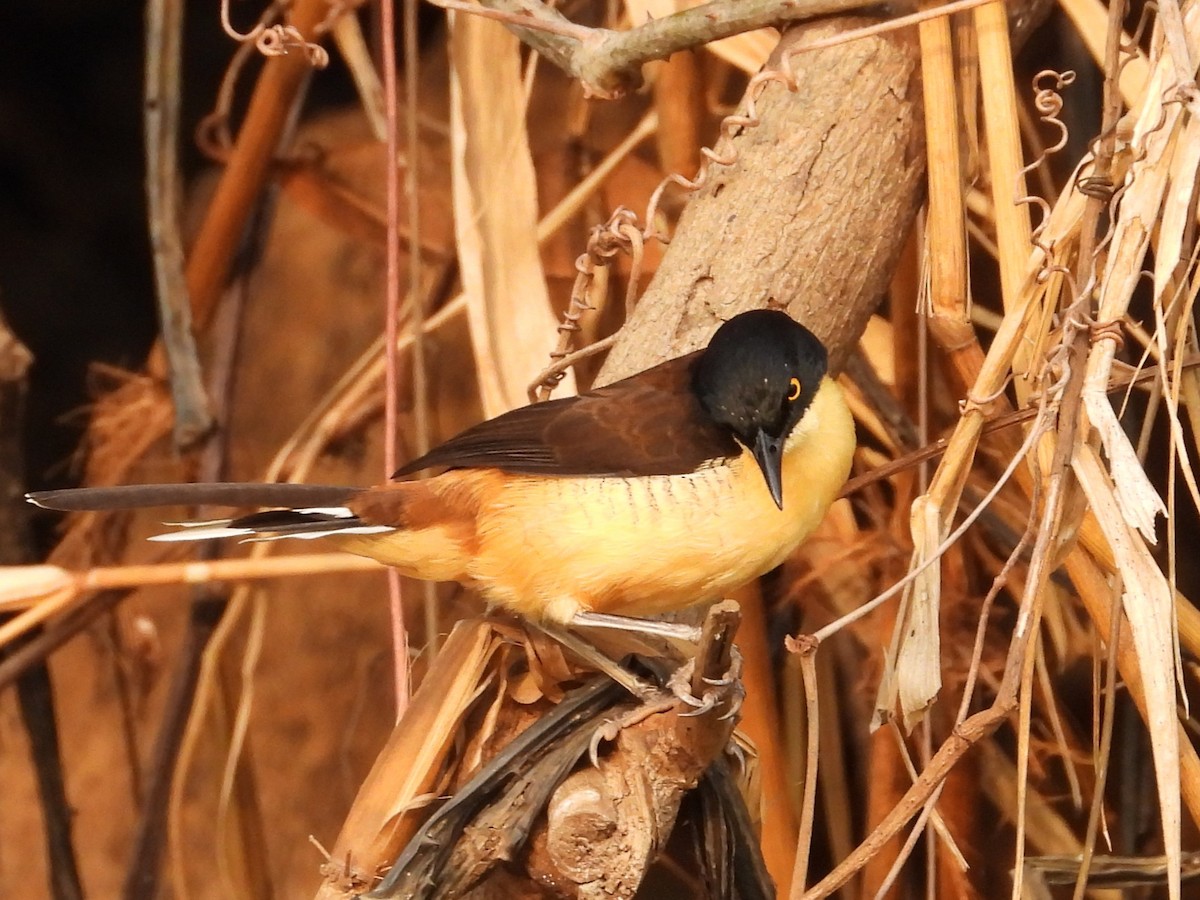 Black-capped Donacobius - ML642668949