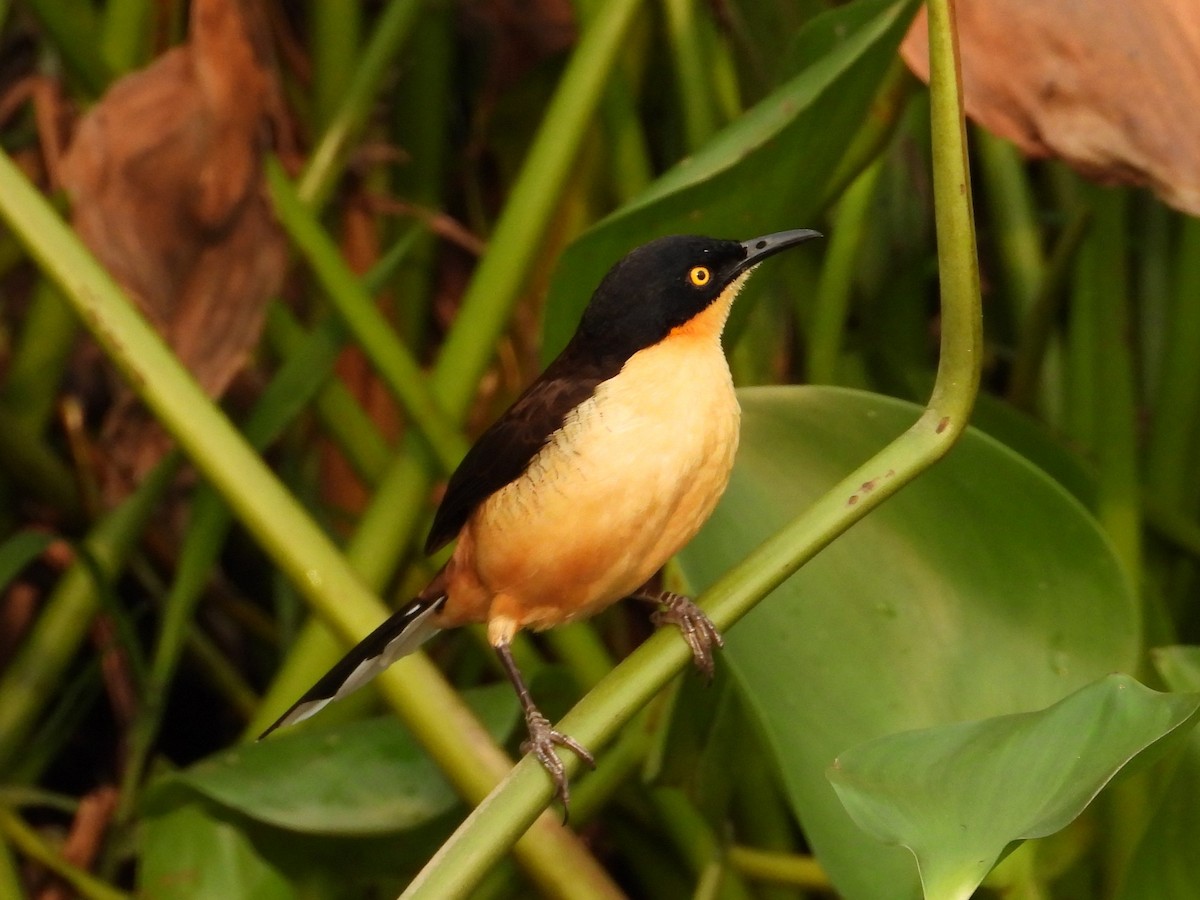 Black-capped Donacobius - ML642668950