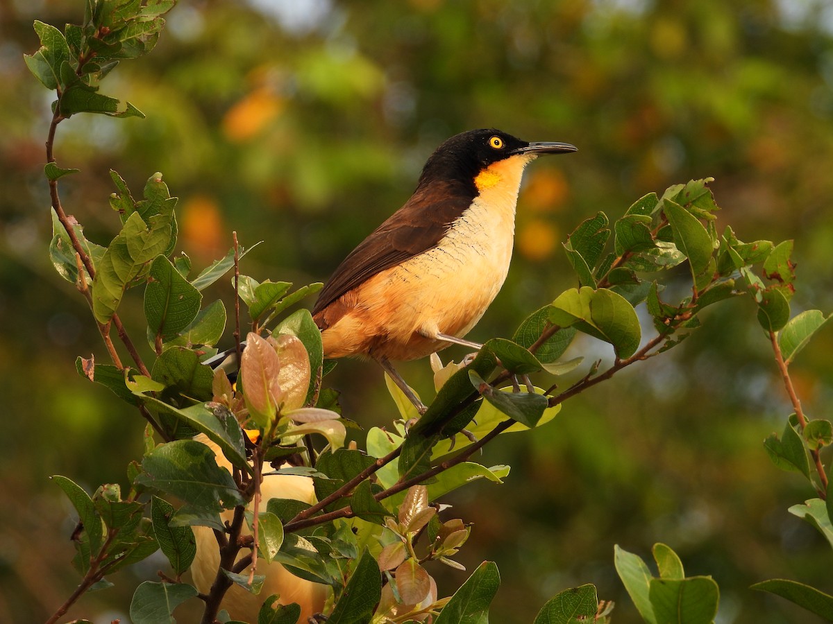 Black-capped Donacobius - ML642668951