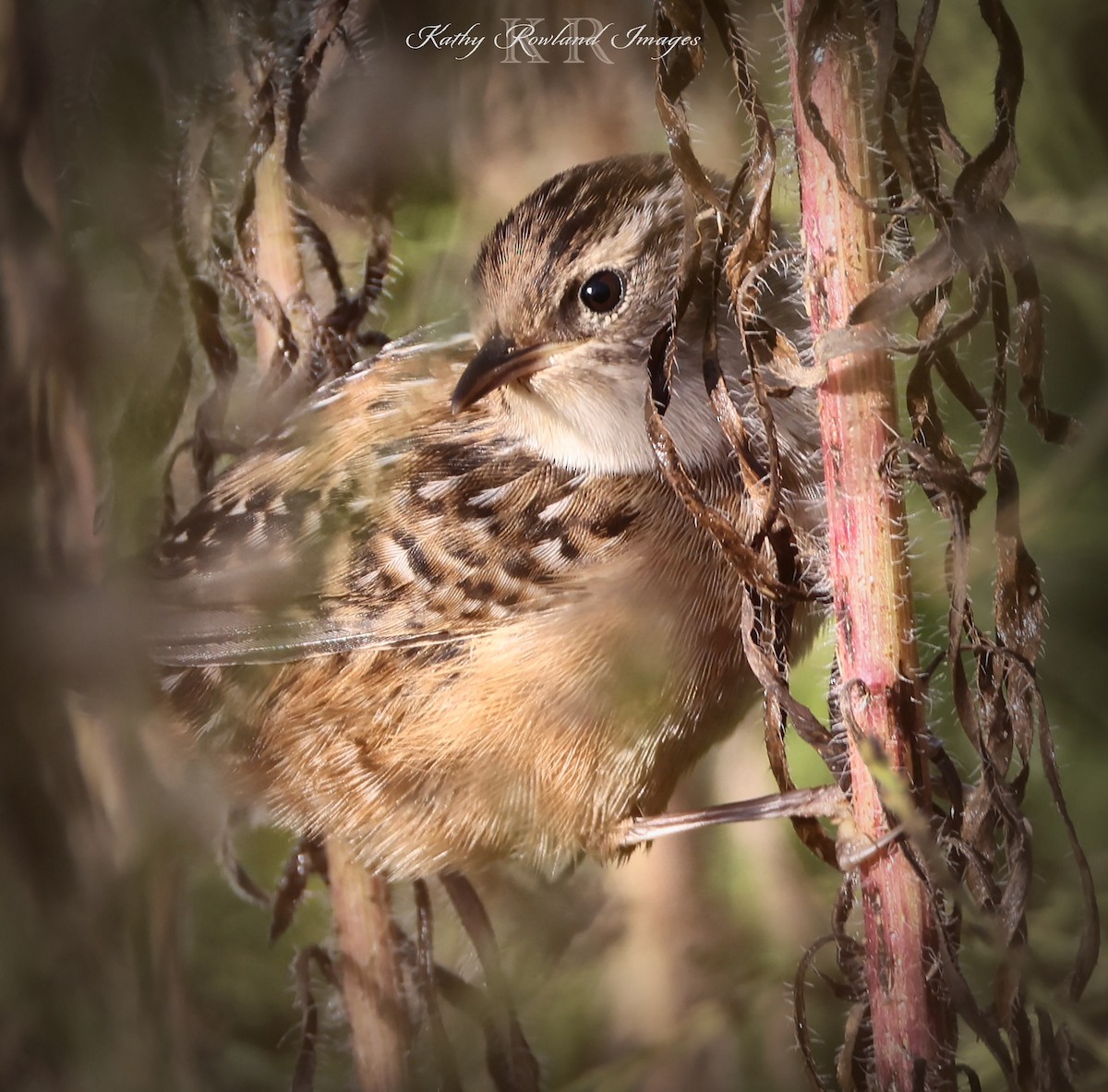 Sedge Wren - ML642668955