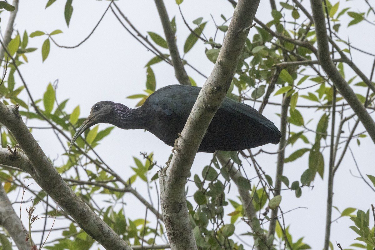 Green Ibis - ML642668960