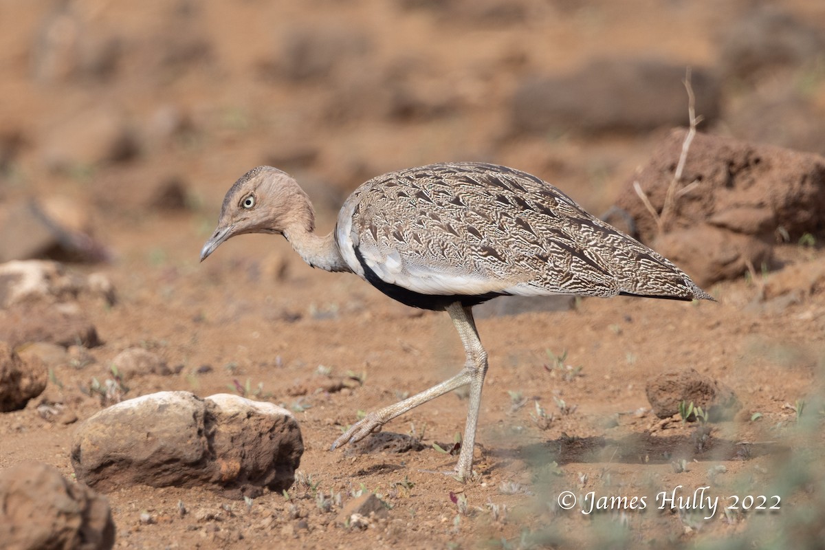 Buff-crested Bustard - ML642668966