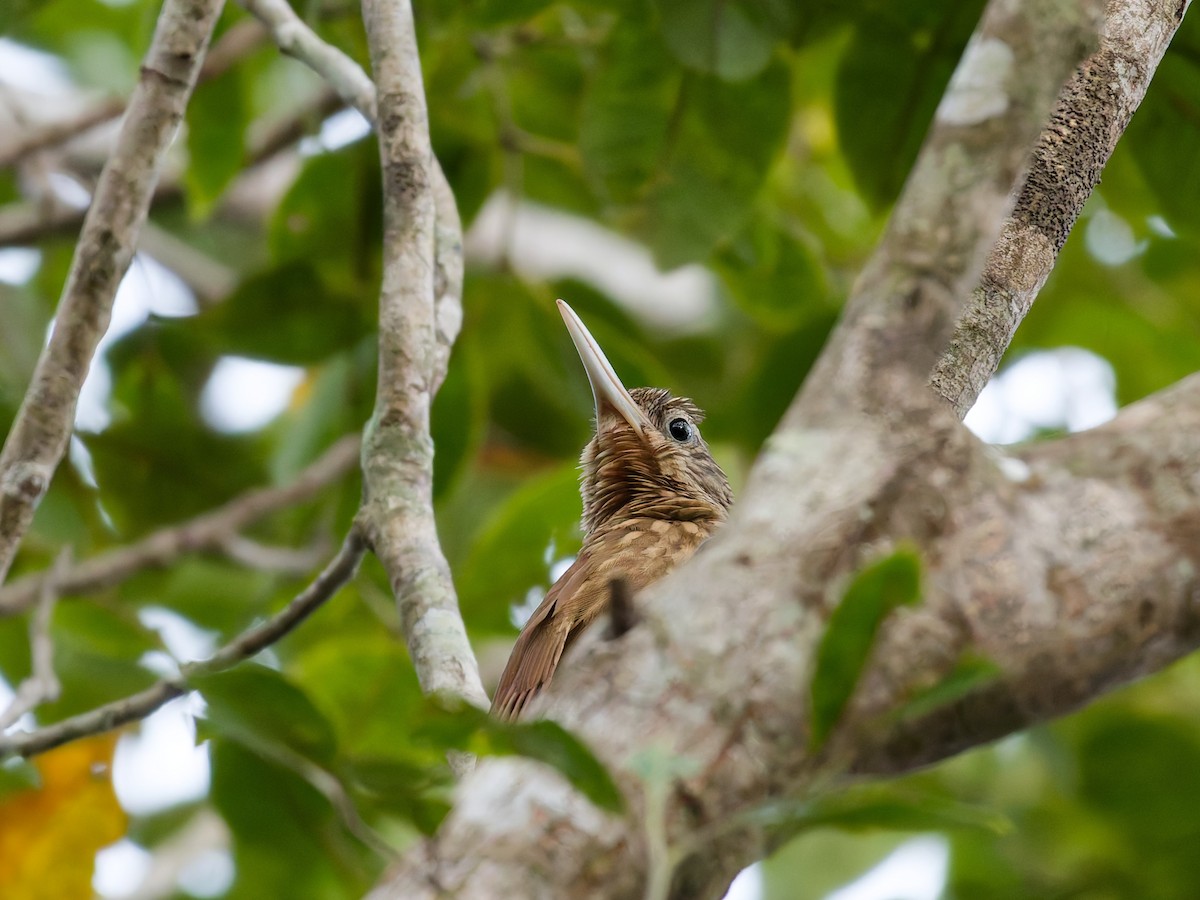Buff-throated Woodcreeper - ML642668967