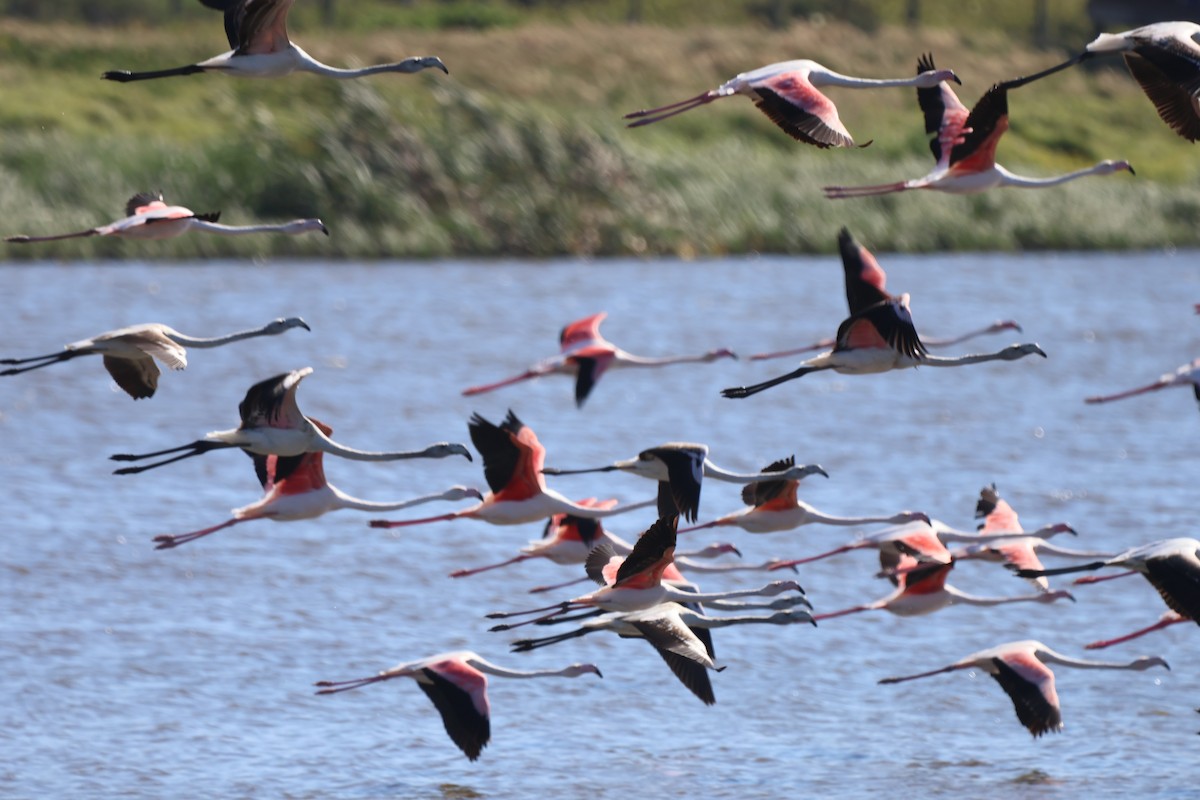 rosenflamingo - ML642668968