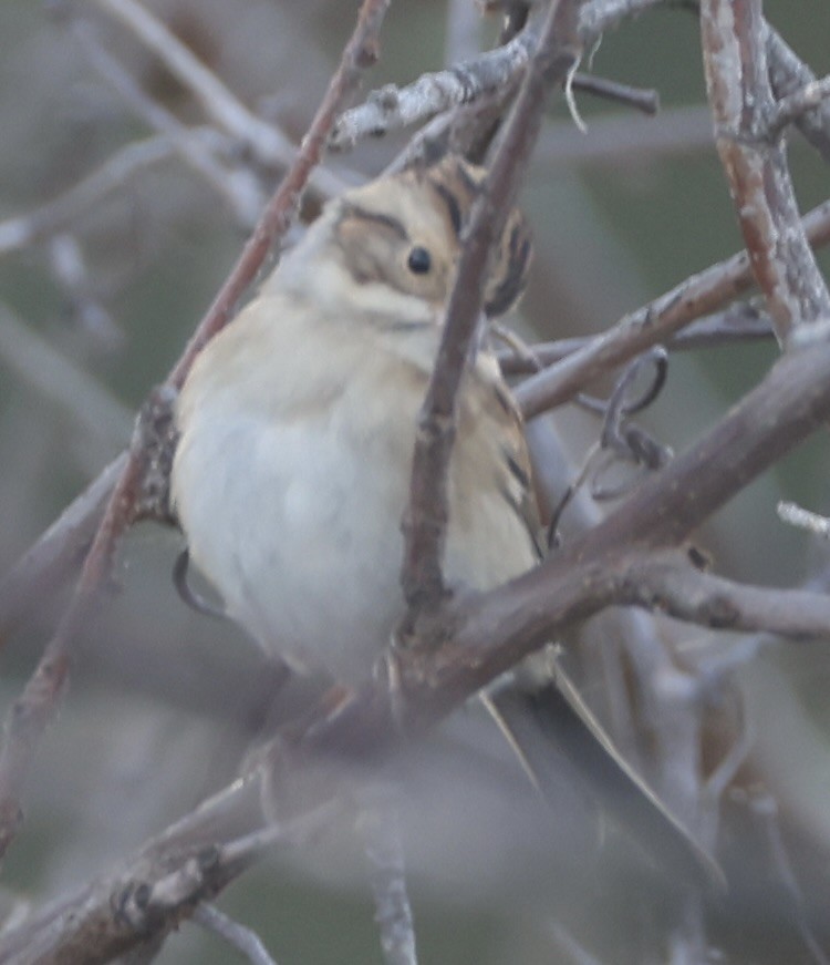 Clay-colored Sparrow - ML642668969