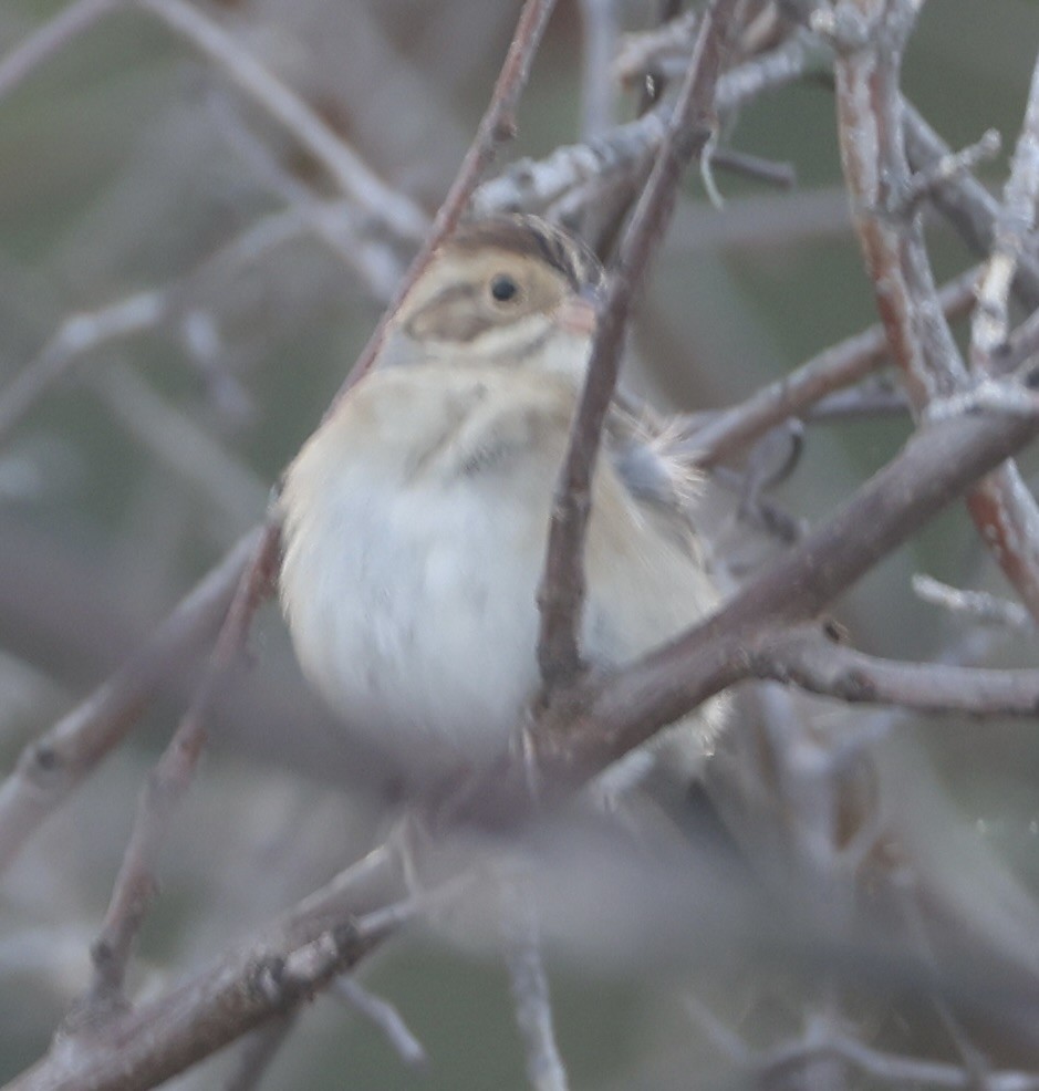 Clay-colored Sparrow - ML642668970