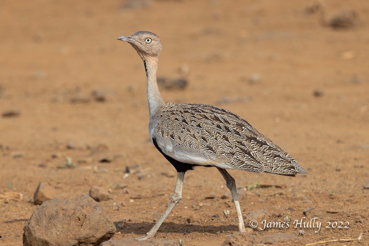 Buff-crested Bustard - ML642668975