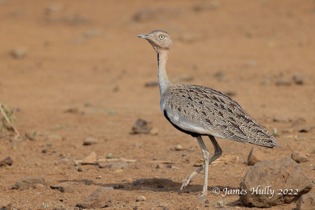 Buff-crested Bustard - ML642668976
