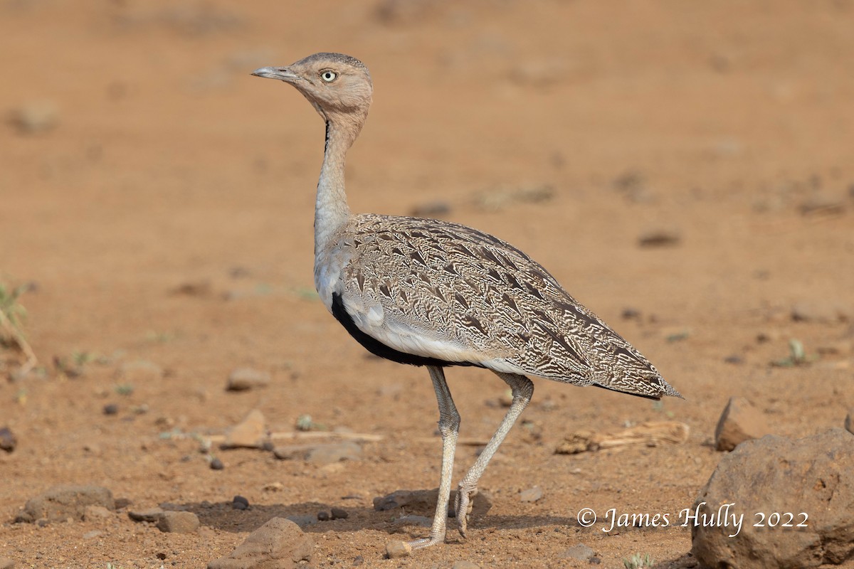 Buff-crested Bustard - ML642668977