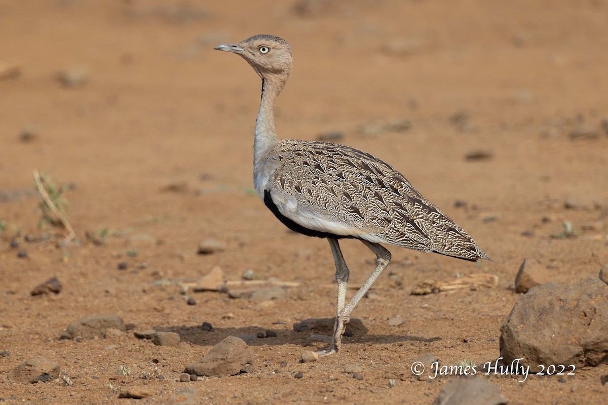 Buff-crested Bustard - ML642668978