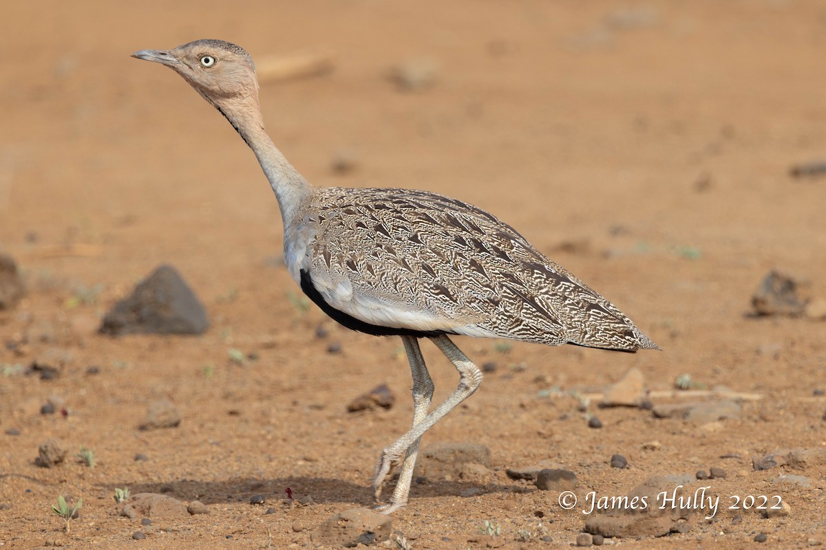 Buff-crested Bustard - ML642668986