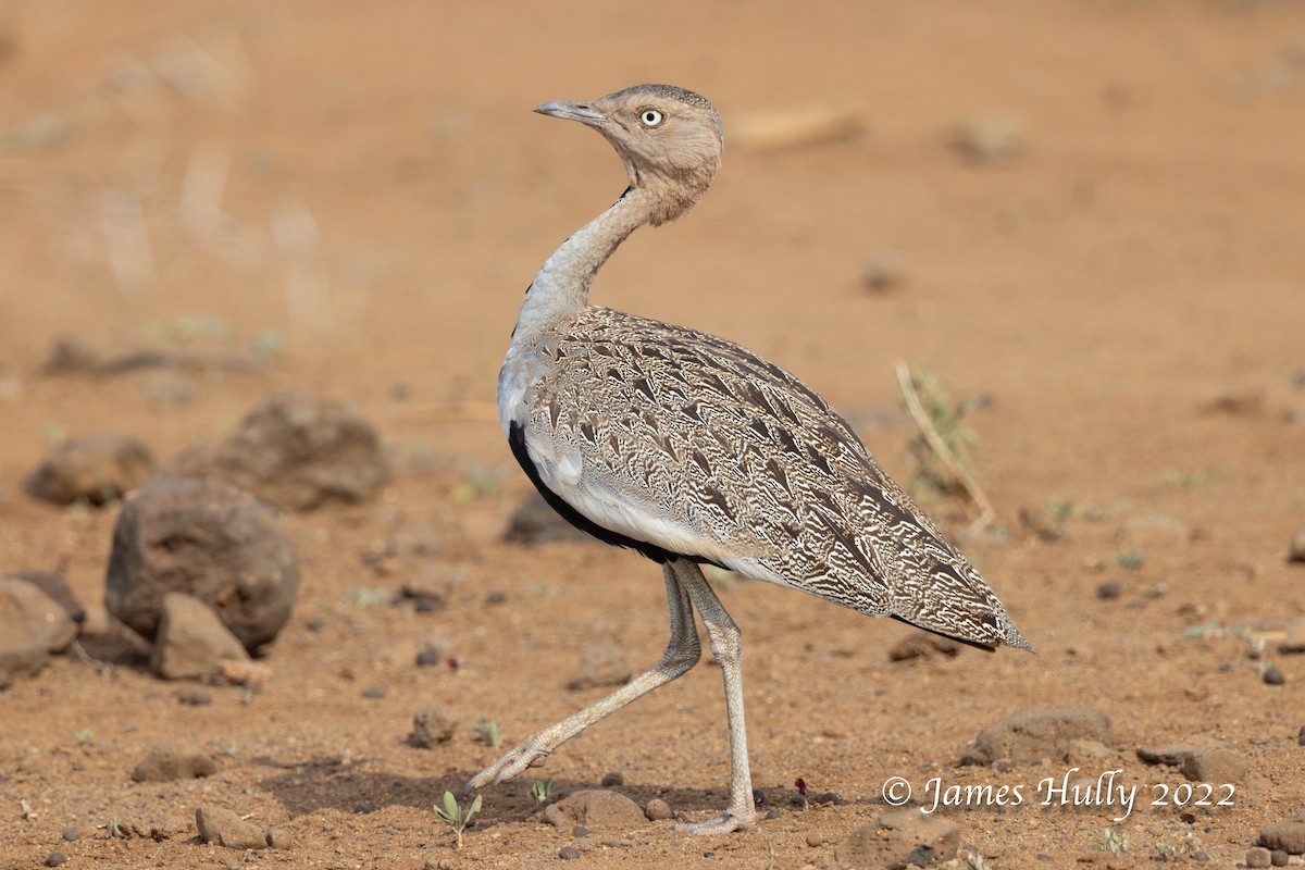 Buff-crested Bustard - ML642668987