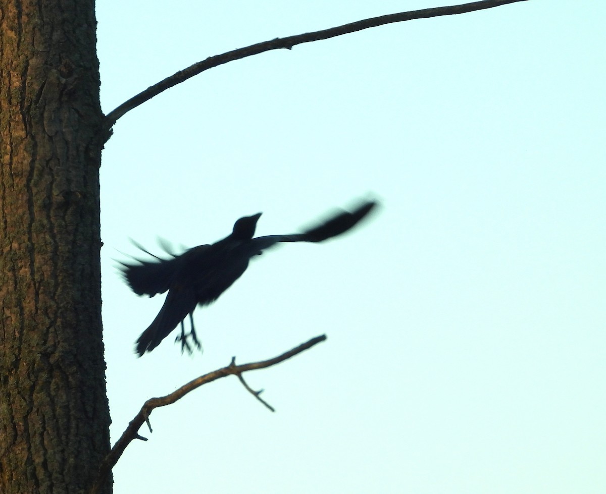American Crow - ML642669012