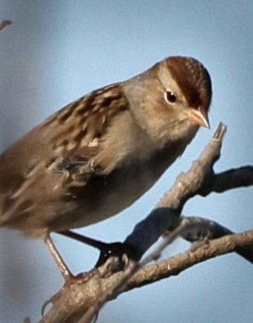 White-crowned Sparrow - ML642669018