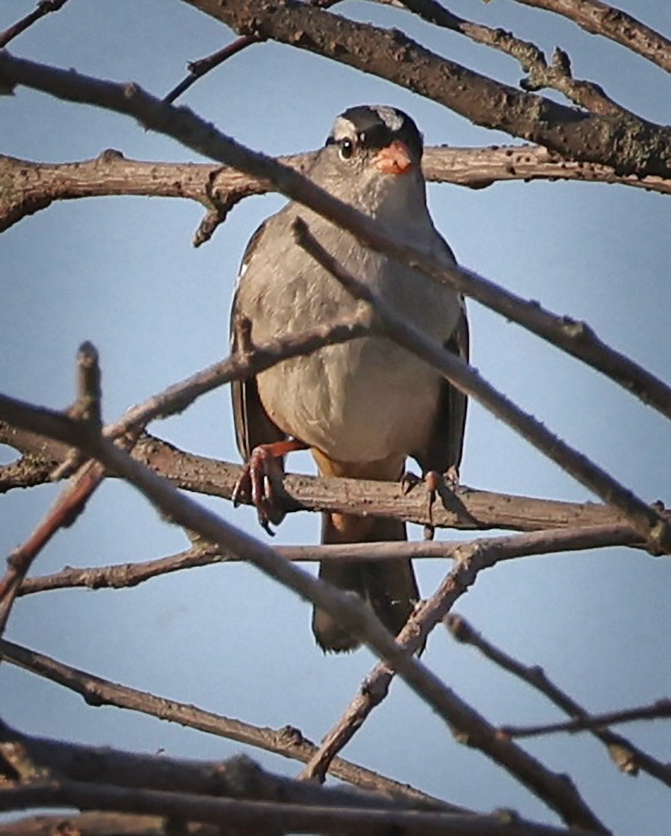 White-crowned Sparrow - ML642669019