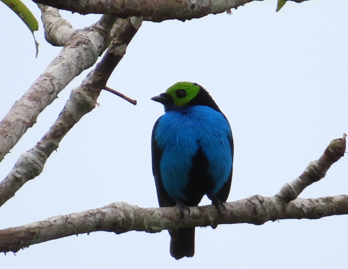 Paradise Tanager - ML642669023