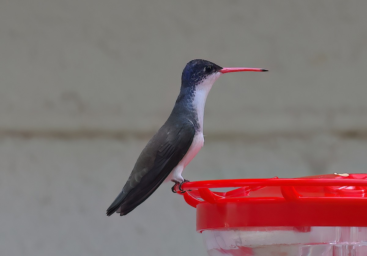 Violet-crowned Hummingbird - ML642669026
