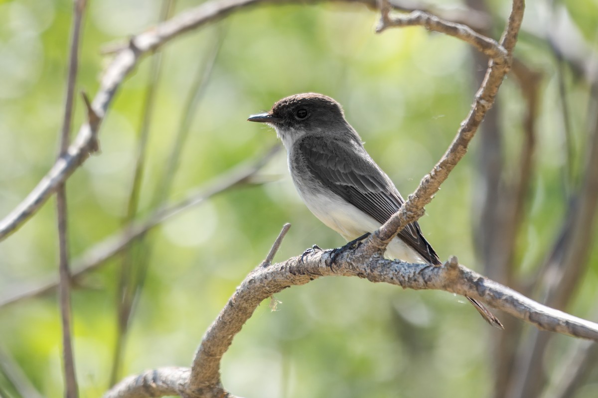 Eastern Phoebe - ML642669027