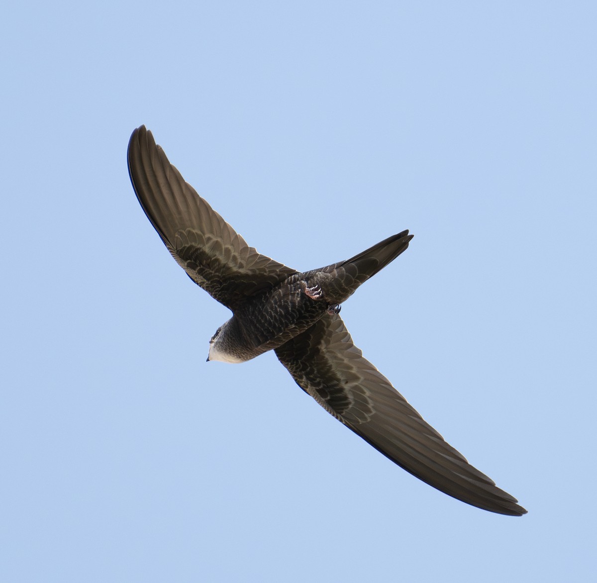 Common Swift - ML642669030